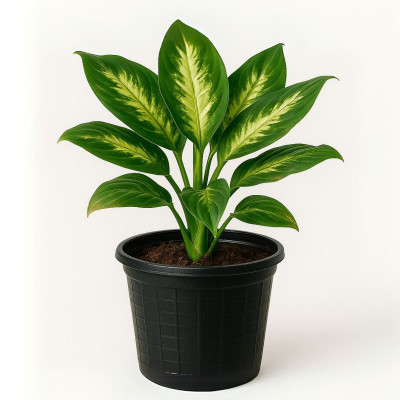 Dieffenbachia Mariana S14